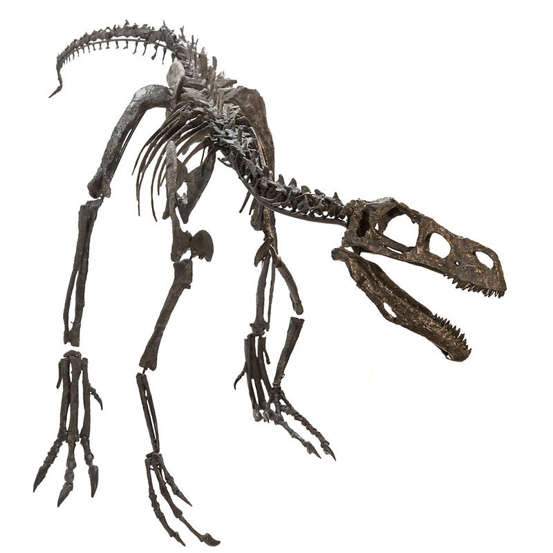 Ornitholestes sp.