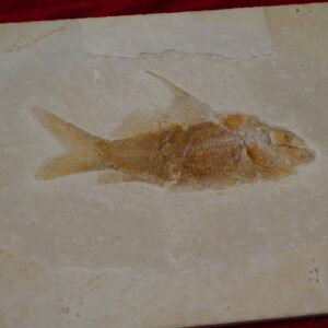 Knochenfisch Fossilie