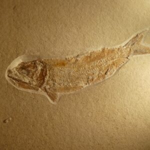 Knochenfisch Fossilie