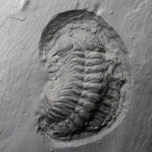 Trilobit - Fossilie
