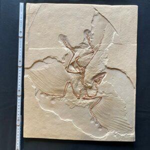 KOPIE! vom Archaeopteryx lithurgraphica (3. Exemplar)
