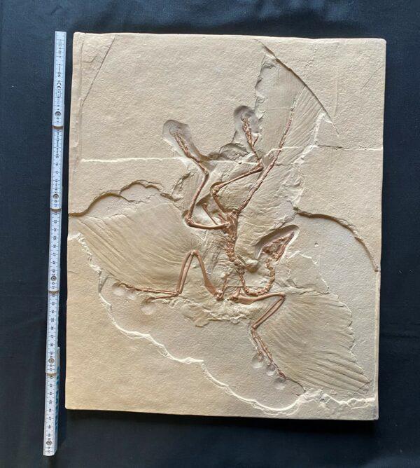 KOPIE! vom Archaeopteryx lithurgraphica (3. Exemplar)