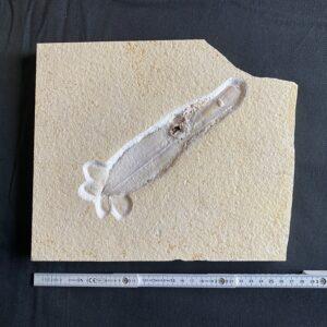 Tintenfisch