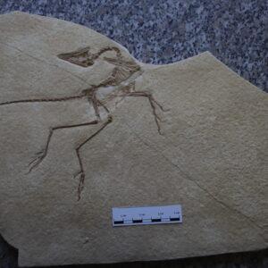 Archaeopteryx Eichstätt Exemplar