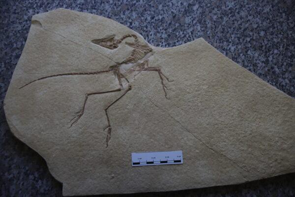 Archaeopteryx Eichstätt Exemplar