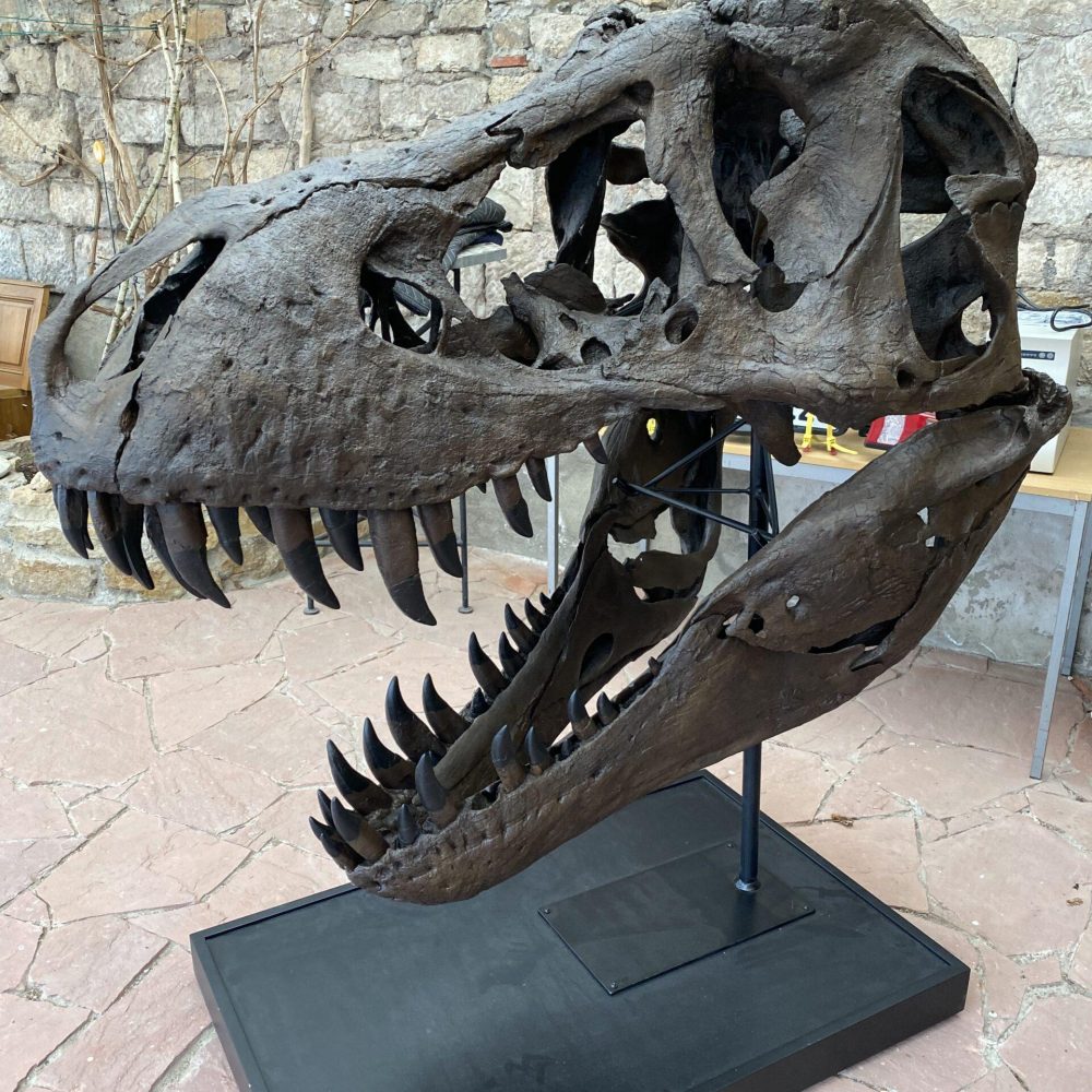 Schädel von T-Rex „Stan“